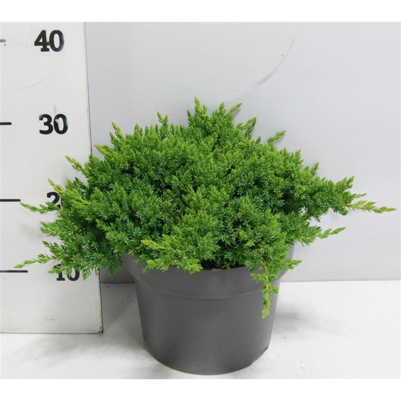 Kryp-en – Juniperus procumbens 'Nana' - C5 30-40 CM